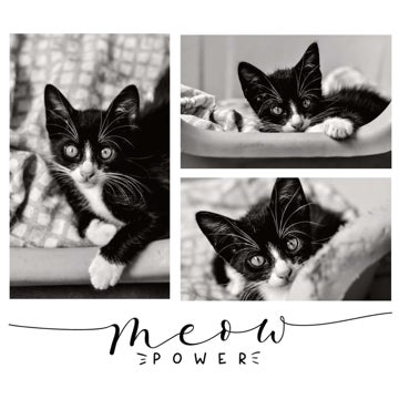 Picture of Meow Power - 8x8