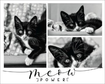 Picture of Meow Power - 18x24