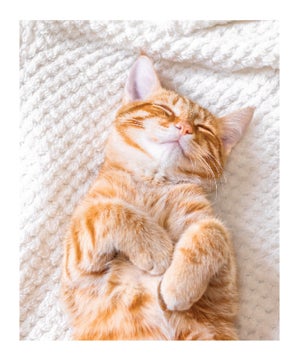 Picture of Blanket Collage -03 60x50 Fleece