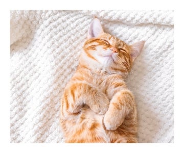 Picture of Blanket Collage -03 60x80 Sherpa