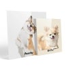 Picture of Pet Portrait